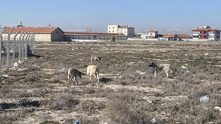 Sokak köpeklerinin saldırısında küçük kızın öldüğü arazi görüntülendi