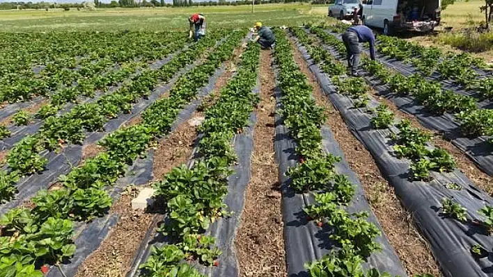 Tüketici Sağlığı İçin Beyşehir'de Çilek Bahçelerinde Sıkı Denetim