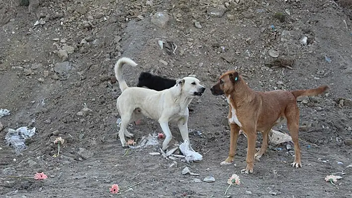 Veteriner hekimlerden 'sokak köpekleri komisyonuna' tepki geldi! 'Komisyonda veteriner hekimler neden yer almıyor?'