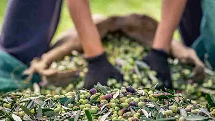 Zeytin Hasadı Başladı: Toplayacak İşçi Yok!