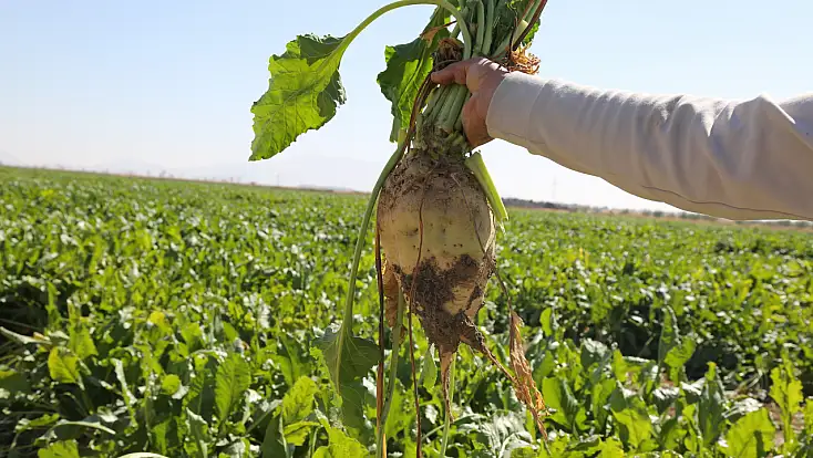 Konya şeker’den üreticiye yaklaşık  toplam 13 Milyara yakın ödeme yaptı