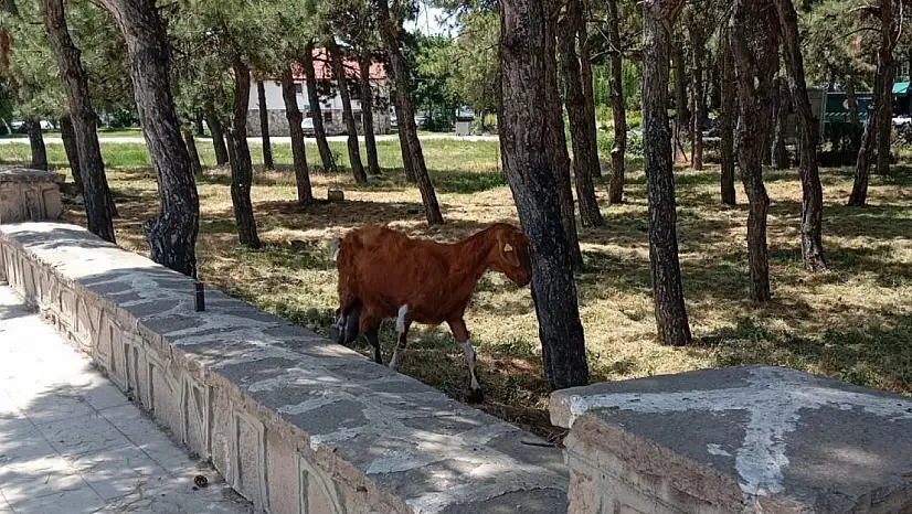 Beyşehir'de firari keçiler ekipler tarafından bulundu